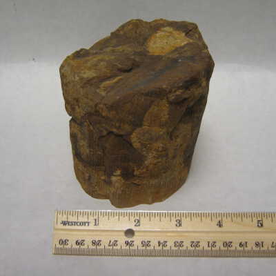 Calamites