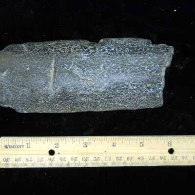 Cetacea (whale fossil)