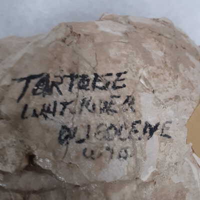 Label: The label is drawn directly onto the specimen. If possible that should be safely removed (acetone?) and transferred to a separate label.