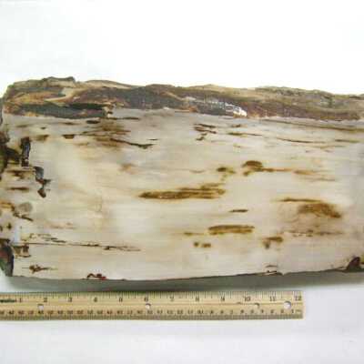 Sycamore