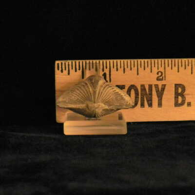Murospirifer (butterfly shells)