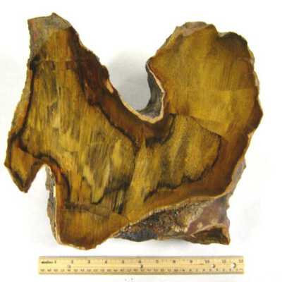 Petrified Wood