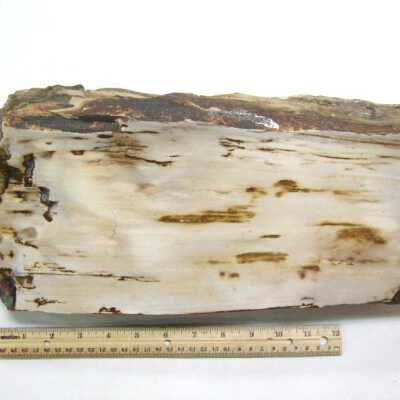 Petrified Wood