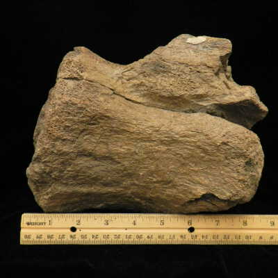 Fossilized Bone
