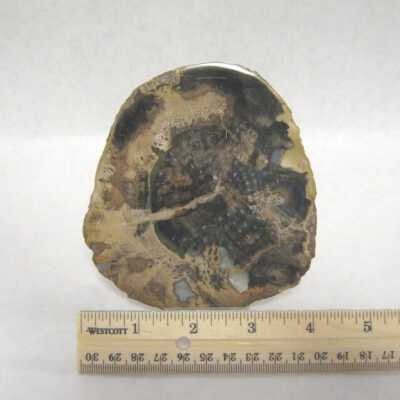 Petrified Wood