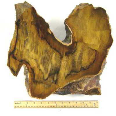Petrified Wood
