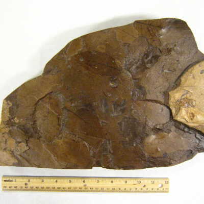 Leaf Fossil