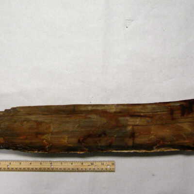 Petrified Wood