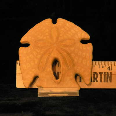 Sand Dollar (fossil)