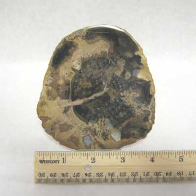 Limb Cast
