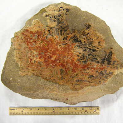 Petrified Wood