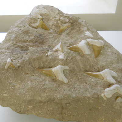 Mackerel Shark (tooth)
