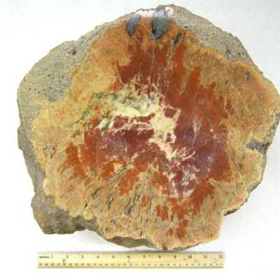 Petrified Wood