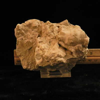 Crinoid (stem)
