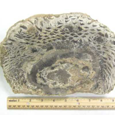 Limb Cast