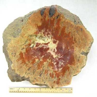 Limb Cast