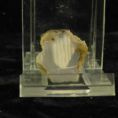 Thunderegg