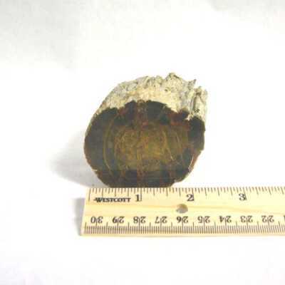 Limb Cast