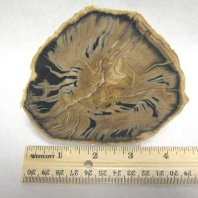Limb Cast
