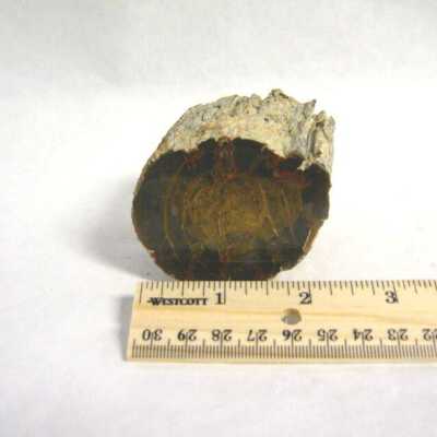 Limb Cast