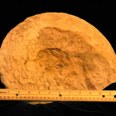 Ammonite