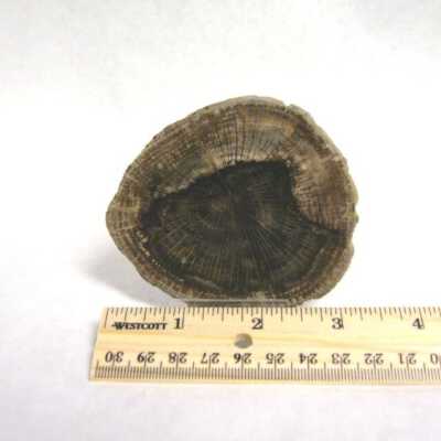 Petrified Wood