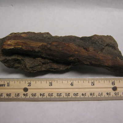 Petrified Wood