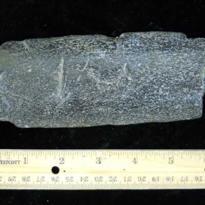 Whale Bone (Rib)