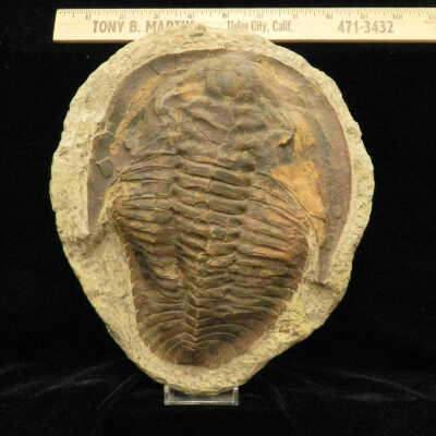 Trilobite