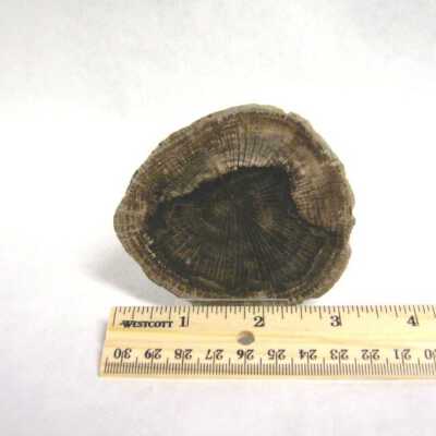 Petrified Wood