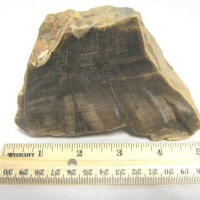 Limb Cast