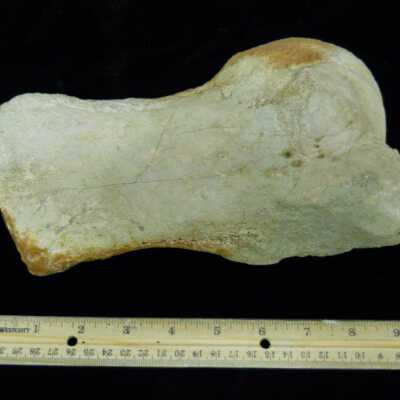 Whale (Humerus)