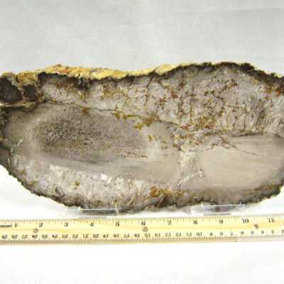 Petrified Wood