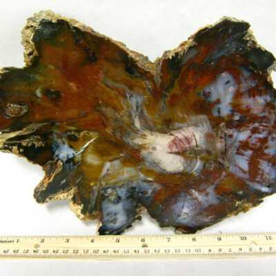 Petrified Wood