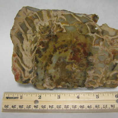 Fossil Cycad