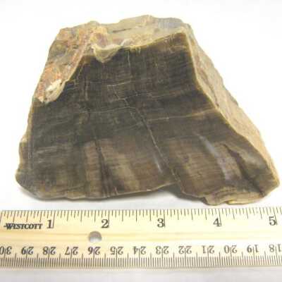 Limb Cast