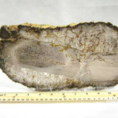 Petrified Wood