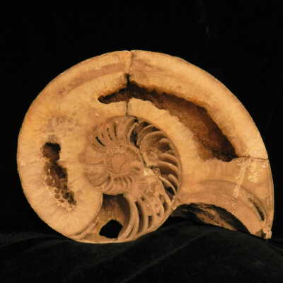 Ammonite