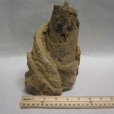 Petrified Wood