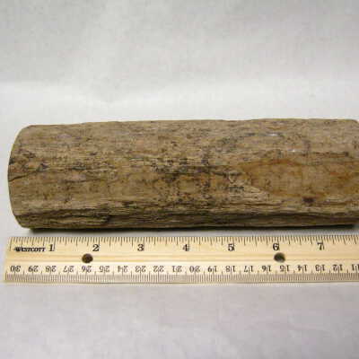 Basswood