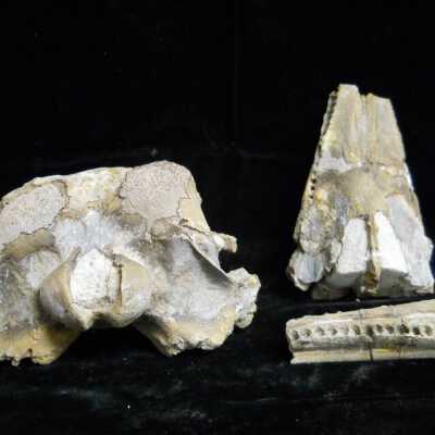 Porpoise Skull
