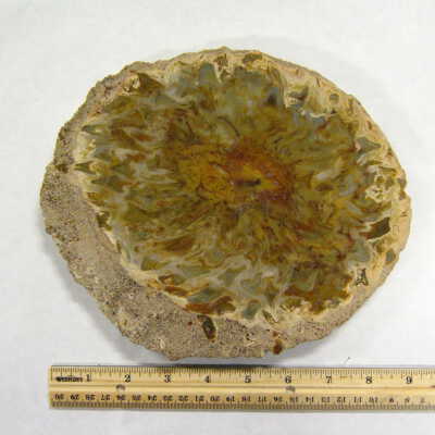 Fossil Cycad