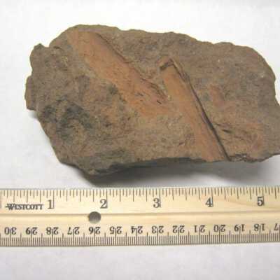 Mold of Branch