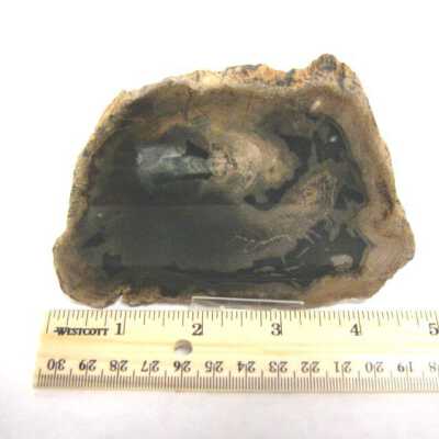 Petrified Wood