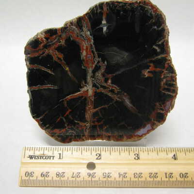 Araucaria