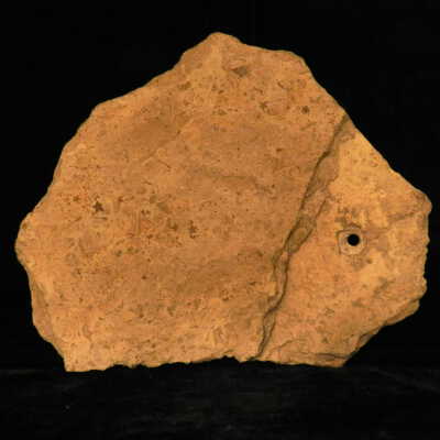 Sea Stars (fossils)