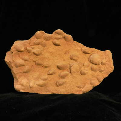 Shell Concretion (fossil)