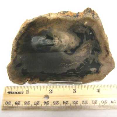 Petrified Wood