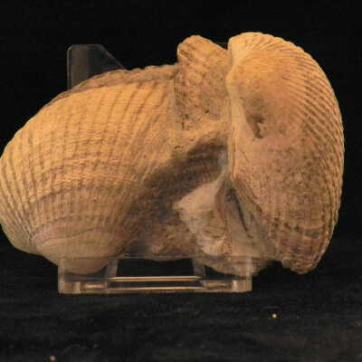 Clam Shells