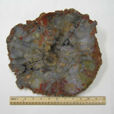 Araucaria